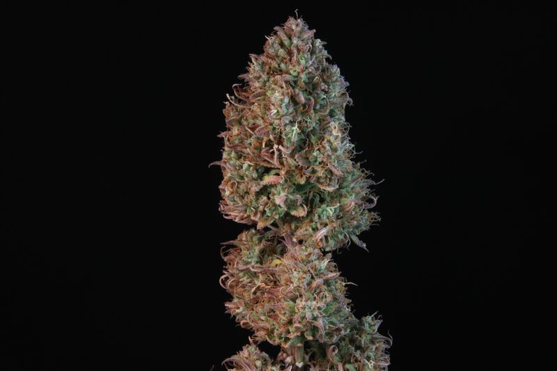 Sour Jealousy Auto, Фасовка: 3